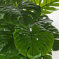 PIANTA FILODENDRO C-VASO 23FOGLIE H120CM