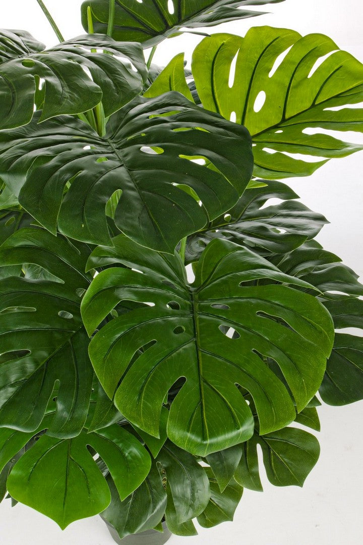 PIANTA FILODENDRO C-VASO 23FOGLIE H120CM
