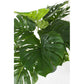 PIANTA FILODENDRO C-VASO 24FOGLIE H65CM