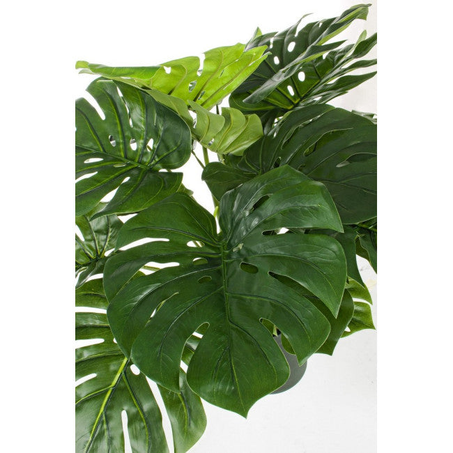 PIANTA FILODENDRO C-VASO 24FOGLIE H65CM