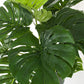 PIANTA FILODENDRO C-VASO 24FOGLIE H65CM