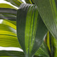 PIANTA DRACAENA C-VASO 43FOGLIE H88CM