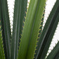 PIANTA RUSCACEAE C-VASO 28FOGLIE H90CM