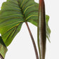 PIANTA DIEFFENBACHIA C-V 10FOGLIE H134