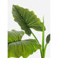 PIANTA DIEFFENBACHIA C-VASO 7FOGLIE H78