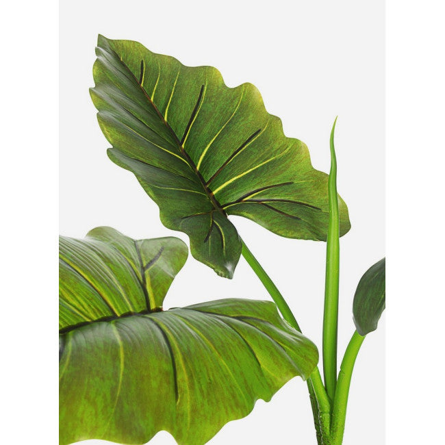 PIANTA DIEFFENBACHIA C-VASO 7FOGLIE H78