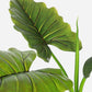 PIANTA DIEFFENBACHIA C-VASO 7FOGLIE H78