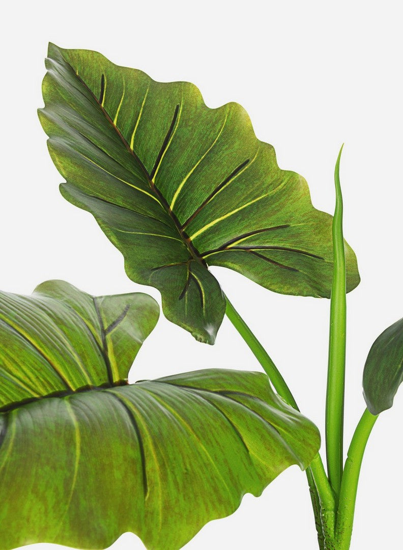 PIANTA DIEFFENBACHIA C-VASO 7FOGLIE H78
