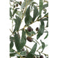 PIANTA ULIVO C-VASO 492FOGLIE H120