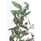 PIANTA ULIVO C-VASO 984FOGLIE H150