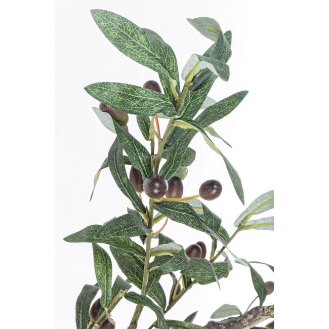 PIANTA ULIVO C-VASO 984FOGLIE H150