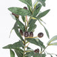 PIANTA ULIVO C-VASO 984FOGLIE H150