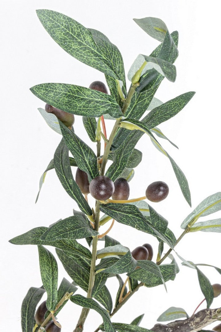 PIANTA ULIVO C-VASO 984FOGLIE H150