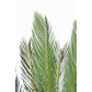 PIANTA PALMA CYCAS C-VASO 28FOGLIE H120