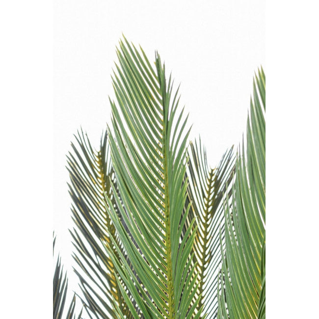 PIANTA PALMA CYCAS C-VASO 28FOGLIE H120