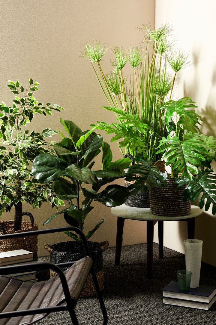 PIANTA FICUS VARIEGATO C-VASO X760F H120