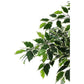 PIANTA FICUS VARIEGATO C-VASO X760F H120