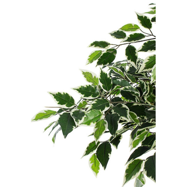 PIANTA FICUS VARIEGATO C-VASO X760F H120