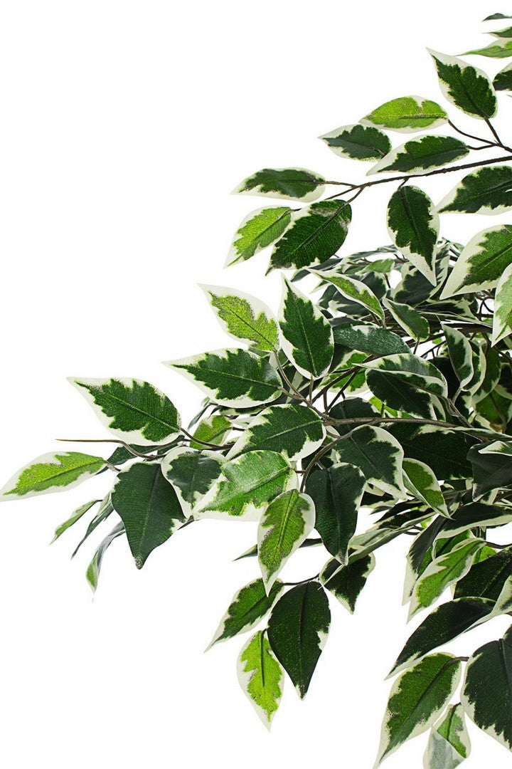 PIANTA FICUS VARIEGATO C-VASO X760F H120