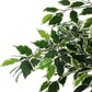 PIANTA FICUS VARIEGATO C-VASO X760F H120