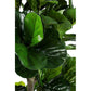 PIANTA FICUS LYRATA C-VASO 153FOGL H190