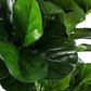 PIANTA FICUS LYRATA C-VASO 153FOGL H190