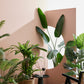 PIANTA DRACAENA C-VASO 65FOGLIE H110