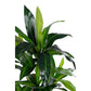 PIANTA DRACAENA C-VASO 65FOGLIE H110