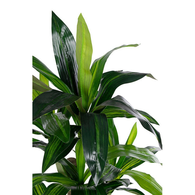 PIANTA DRACAENA C-VASO 65FOGLIE H110