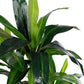 PIANTA DRACAENA C-VASO 65FOGLIE H110