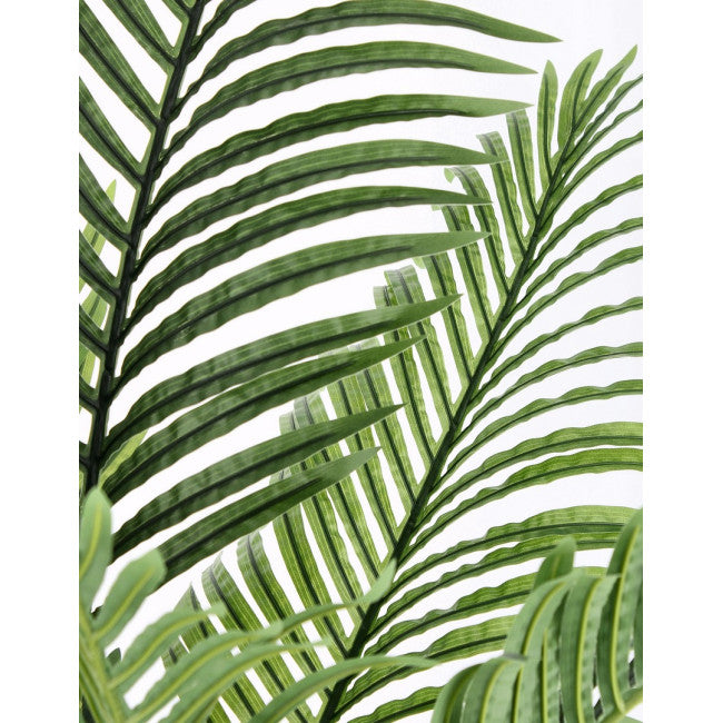 PIANTA KENZIA C-VASO 15FOGLIE H140