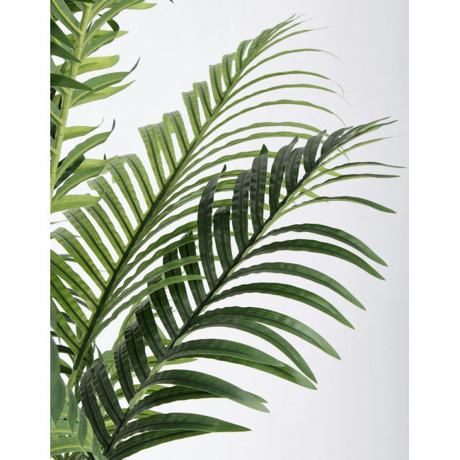 PIANTA KENZIA C-VASO 17FOGLIE H160