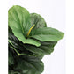 PIANTA FICUS LYRATA C-VASO 72FOGLIE H120