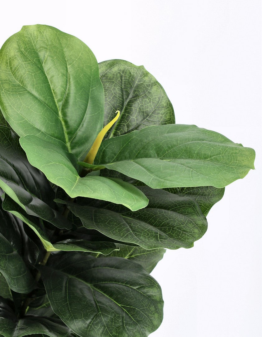 PIANTA FICUS LYRATA C-VASO 72FOGLIE H120