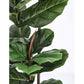 PIANTA FICUS LYRATA C-VASO 39FOGLIE H145