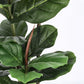 PIANTA FICUS LYRATA C-VASO 39FOGLIE H145