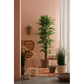 PIANTA FICUS C-VASO 2480FOGLIE H210