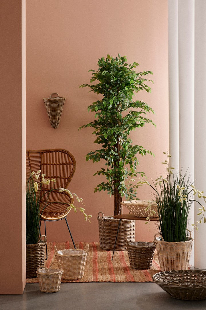 PIANTA FICUS C-VASO 2480FOGLIE H210