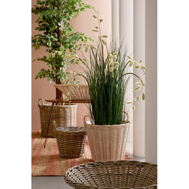 PIANTA FICUS C-VASO 2480FOGLIE H210