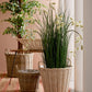 PIANTA FICUS C-VASO 2480FOGLIE H210