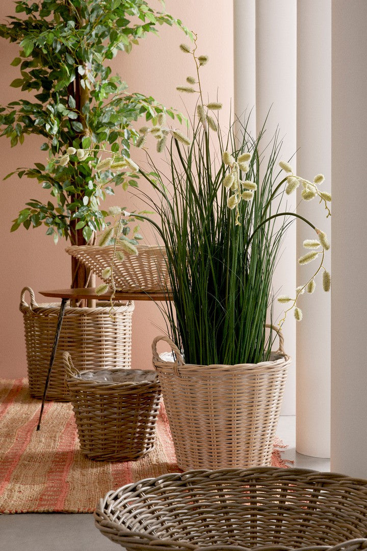 PIANTA FICUS C-VASO 2480FOGLIE H210