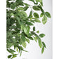 PIANTA FICUS C-VASO 2480FOGLIE H210