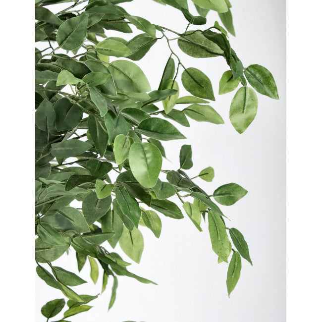 PIANTA FICUS C-VASO 2480FOGLIE H210
