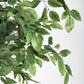 PIANTA FICUS C-VASO 2480FOGLIE H210