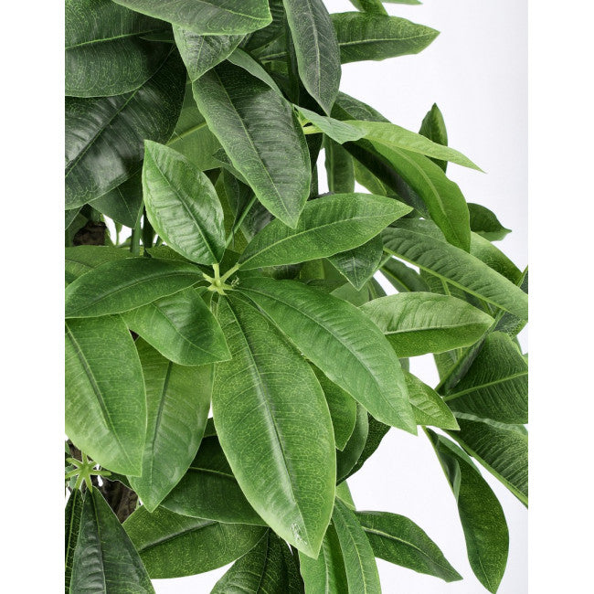 PIANTA PACHIRA AQUATICA C-VASO 280F H120