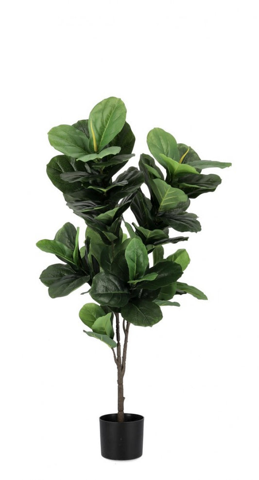 PIANTA FICUS LYRATA C-VASO 72FOGLIE H120