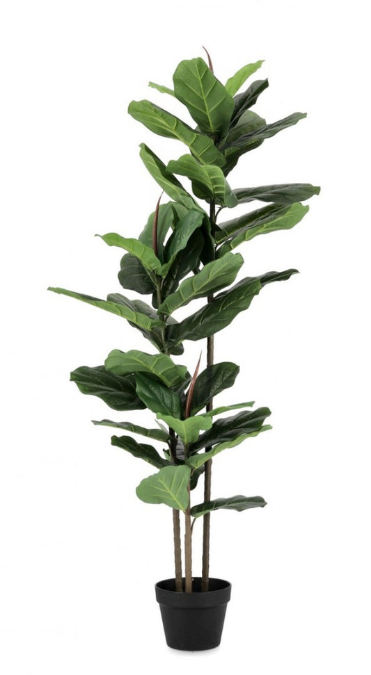 PIANTA FICUS LYRATA C-VASO 39FOGLIE H145