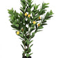 PIANTA LIMONE C-VASO 224FOGLIE H115