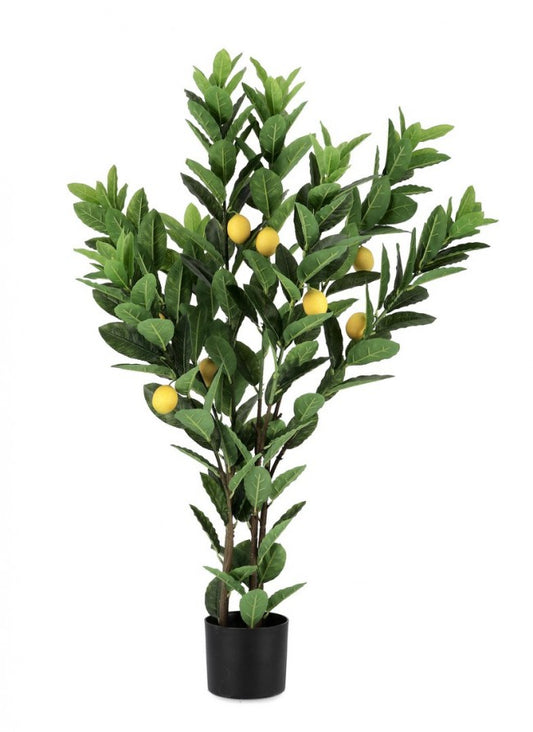 PIANTA LIMONE C-VASO 224FOGLIE H115