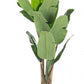 PIANTA BANANO C-VASO 16FOGLIE H170CM